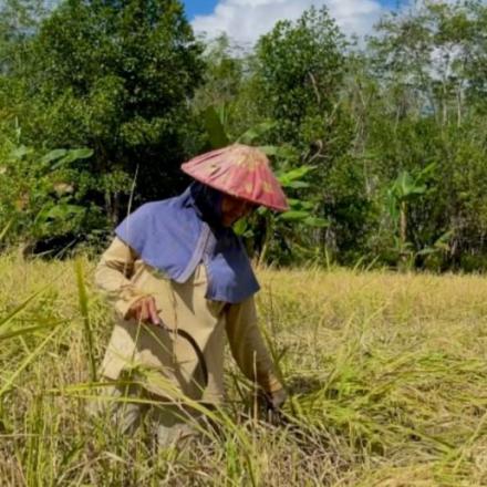 Ketahanan Pangan Berbasis Pertanian Lokal: Potensi dan Tantangan di Desa Simpang Tiga 